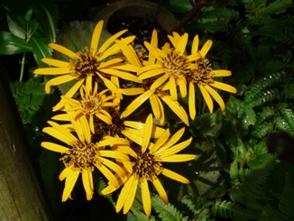 f0195963_1641359.jpg