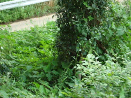 d0152765_2152335.jpg