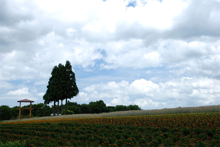 f0108478_1735835.jpg