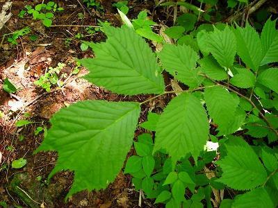 c0172882_16192773.jpg
