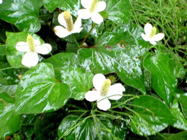 a0007388_15252012.jpg