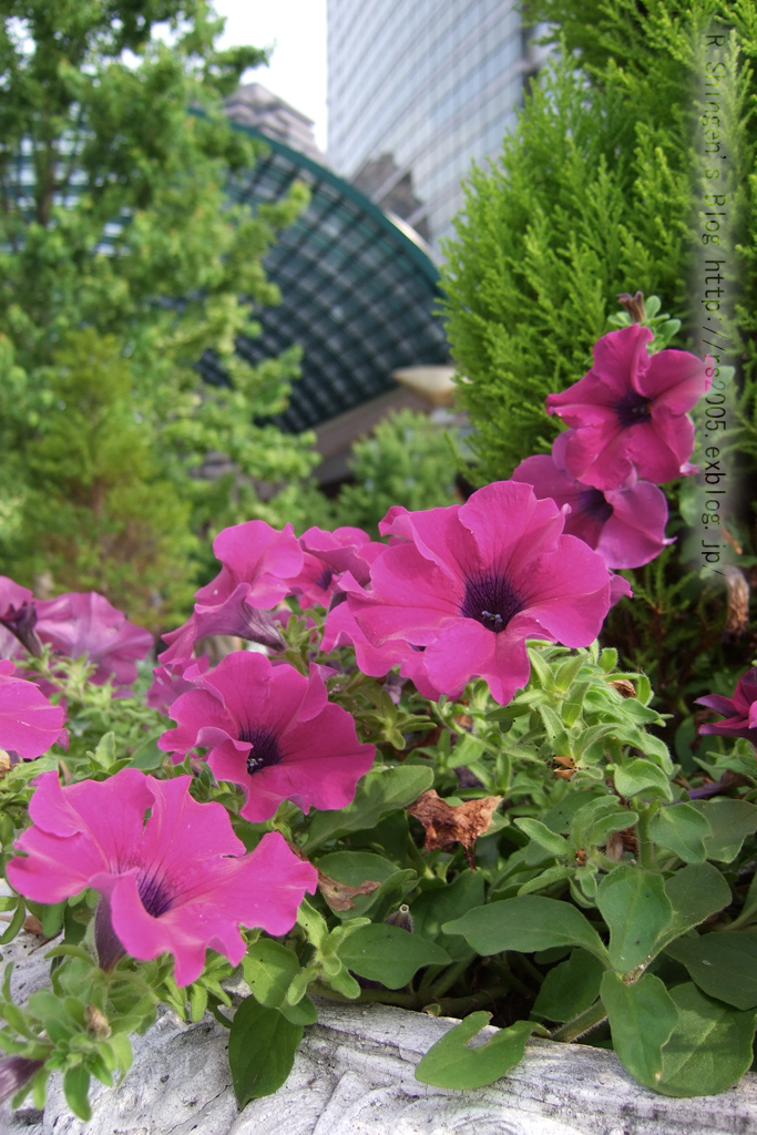 c0025498_0173687.jpg