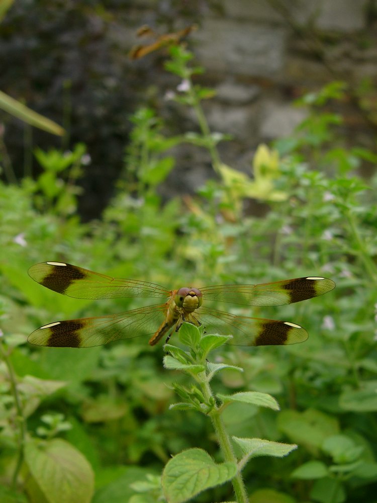 c0062511_2151553.jpg