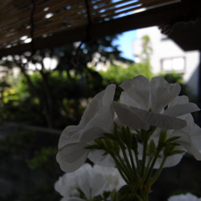 c0026612_8362795.jpg