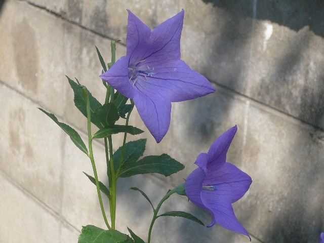 e0026017_10395475.jpg