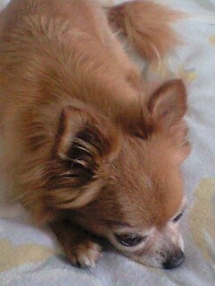 c0049919_16161913.jpg
