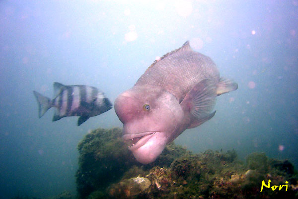 b0044726_9344599.jpg