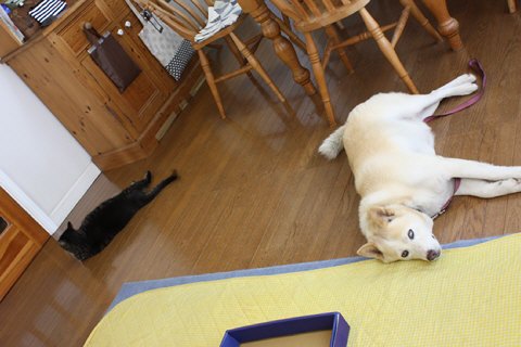 d0077029_1324381.jpg