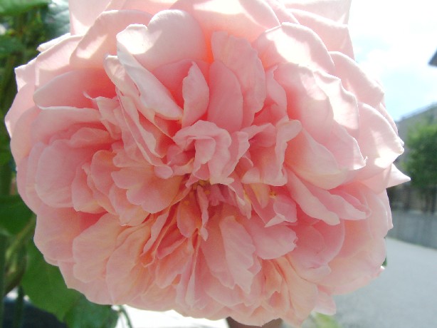 f0002833_12503491.jpg
