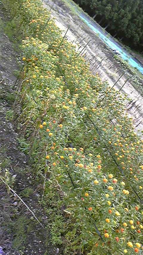 f0161333_1334976.jpg