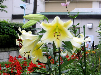 d0039443_15155165.jpg