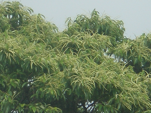 c0153444_7295977.jpg