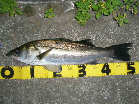 f0150151_2024454.jpg