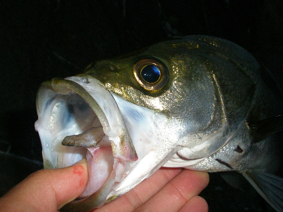 f0150151_20245688.jpg