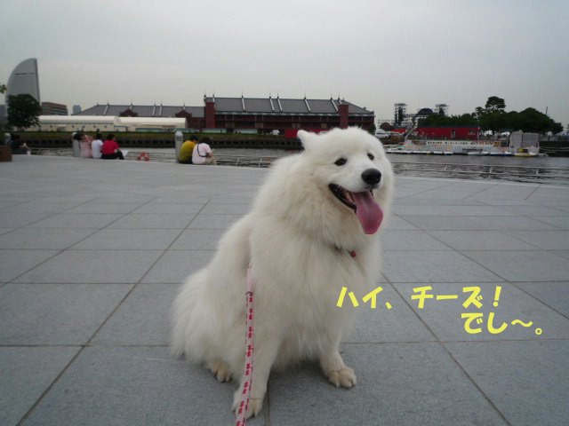 e0176159_12141581.jpg