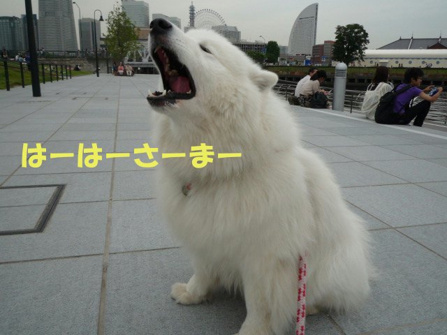 e0176159_12161254.jpg