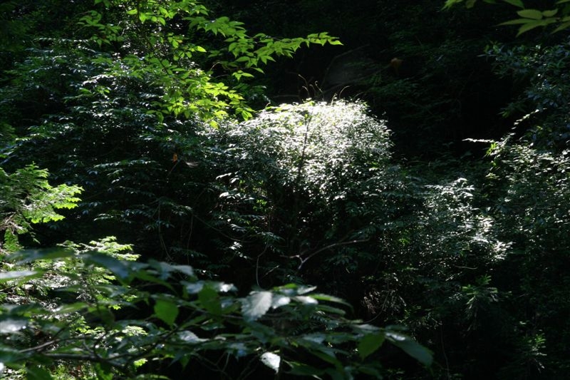 c0185066_8291378.jpg