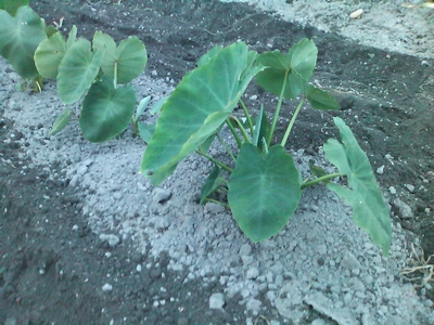c0166668_1333077.jpg
