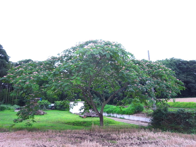 a0078772_2595875.jpg