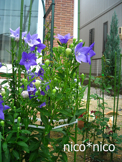 f0060585_8294768.jpg