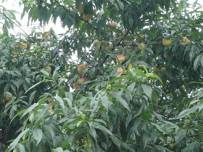 c0123890_2155037.jpg