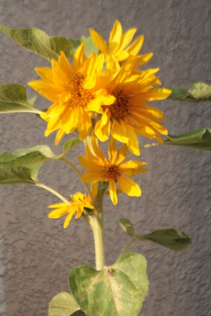 d0133693_216256.jpg
