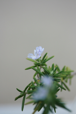 f0161494_2134130.jpg