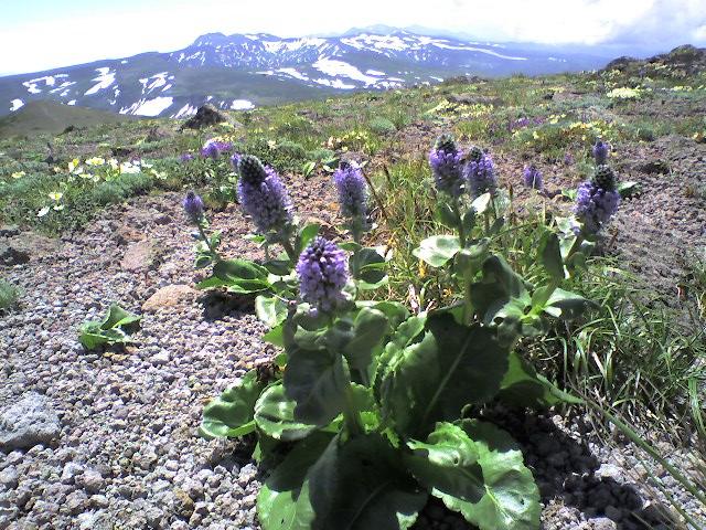 b0050305_17435981.jpg