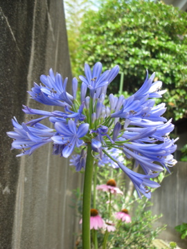 c0145209_019268.jpg