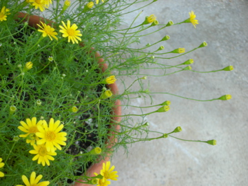 c0145209_0275516.jpg