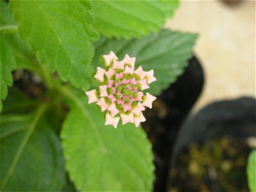 c0145209_038165.jpg