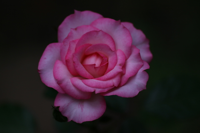 b0165522_2125090.jpg