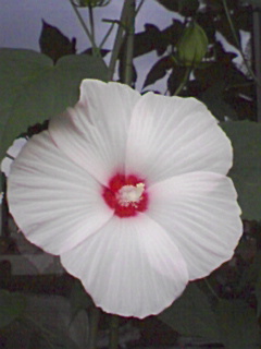 f0050523_6313781.jpg
