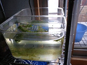 d0048332_845166.gif