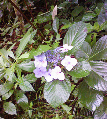 a0129233_17163510.jpg