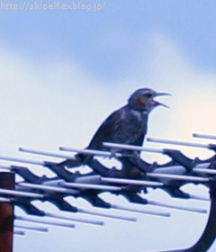 c0134734_13505695.jpg