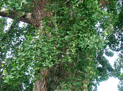 a0101536_12111215.jpg