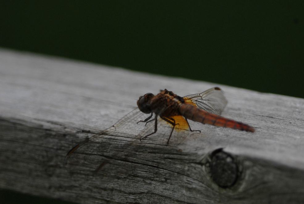 c0172139_23454881.jpg