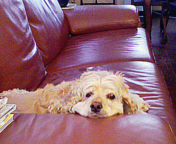 a0135840_925269.jpg