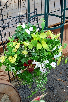 e0025655_6153491.jpg