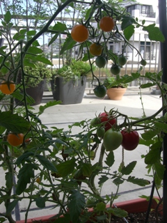 f0194457_914555.jpg