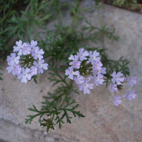 c0122670_005668.jpg