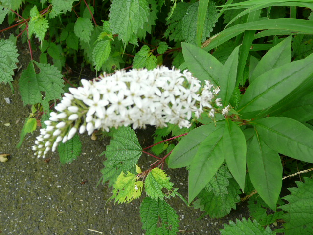 e0145782_216783.jpg