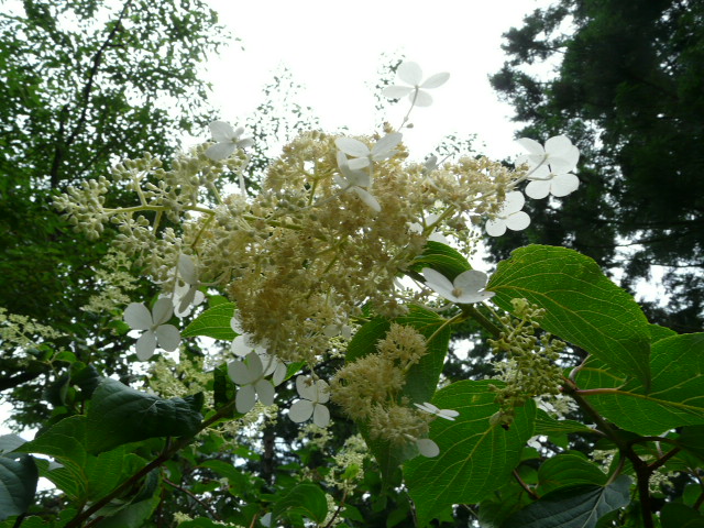 e0145782_2182564.jpg