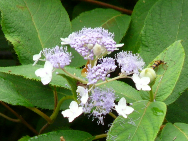 e0145782_2184519.jpg