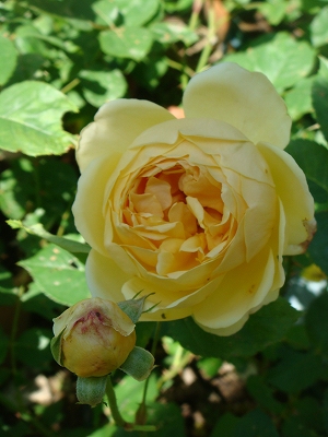 e0024385_10365499.jpg