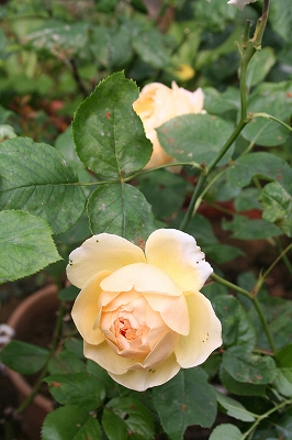 e0024385_10371396.jpg