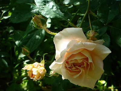e0024385_10373427.jpg