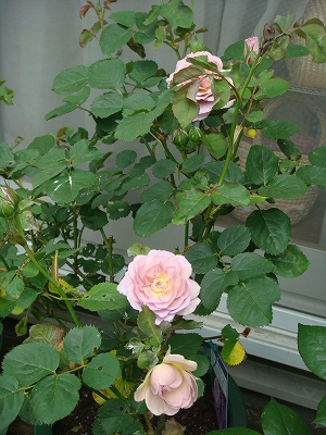 e0024385_10381131.jpg