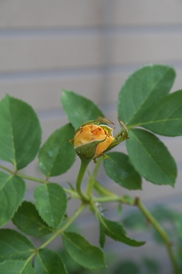 e0024385_10392740.jpg